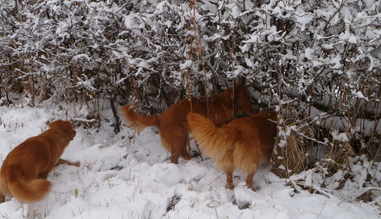 dogs in the snow