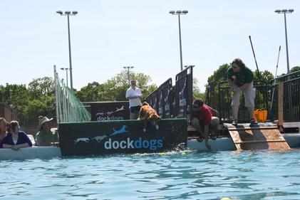 Storm dock dogs