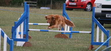 Pepper jumping