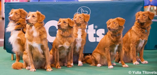 crufts 2012