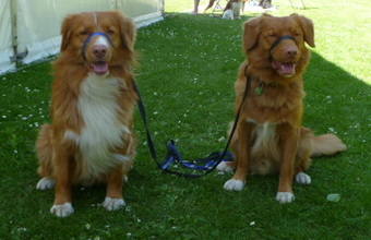 Ryley and Rufus - Bath 2012 (2)