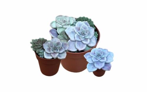 Sugarcraft Mould - Succulents