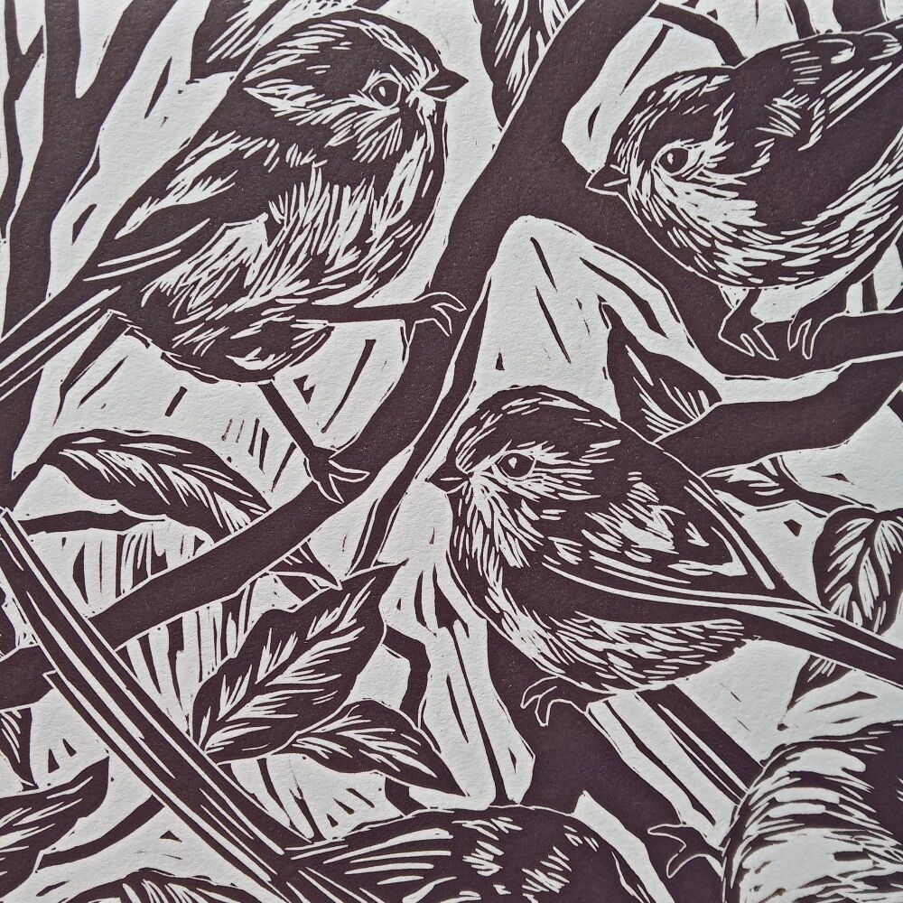 Close up - Long Tailed Tits