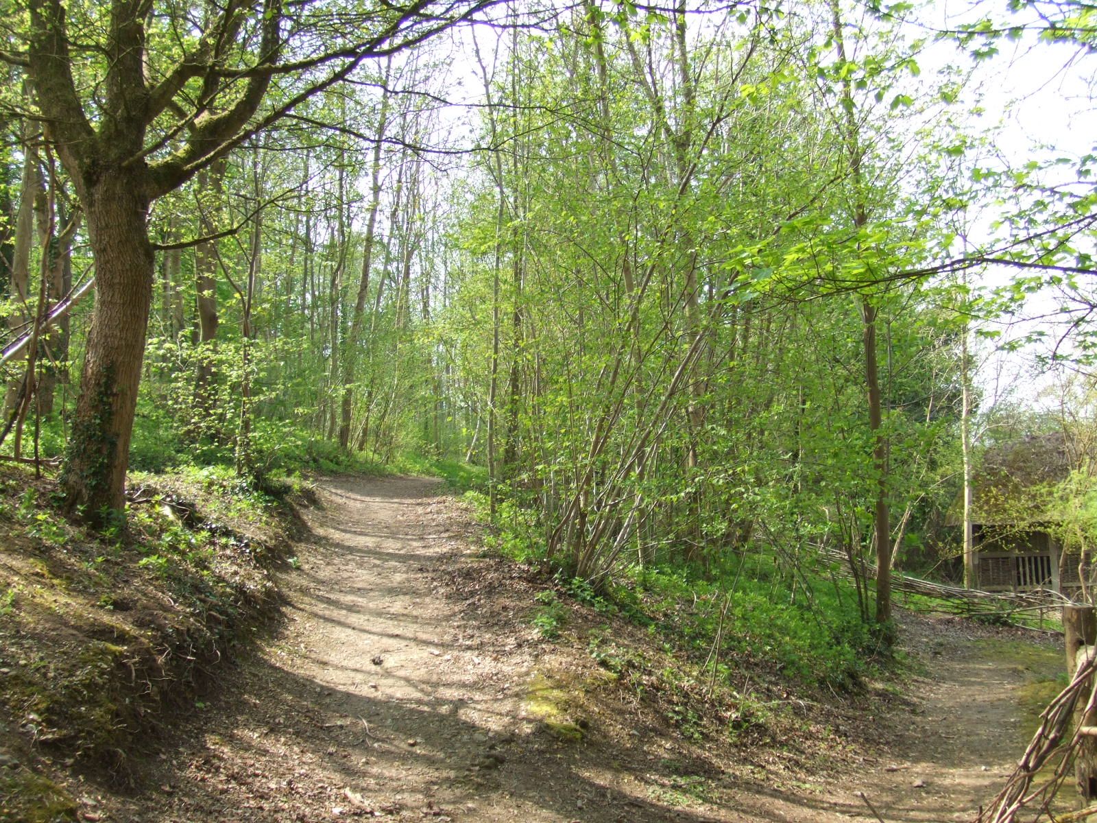 Path through the Woods