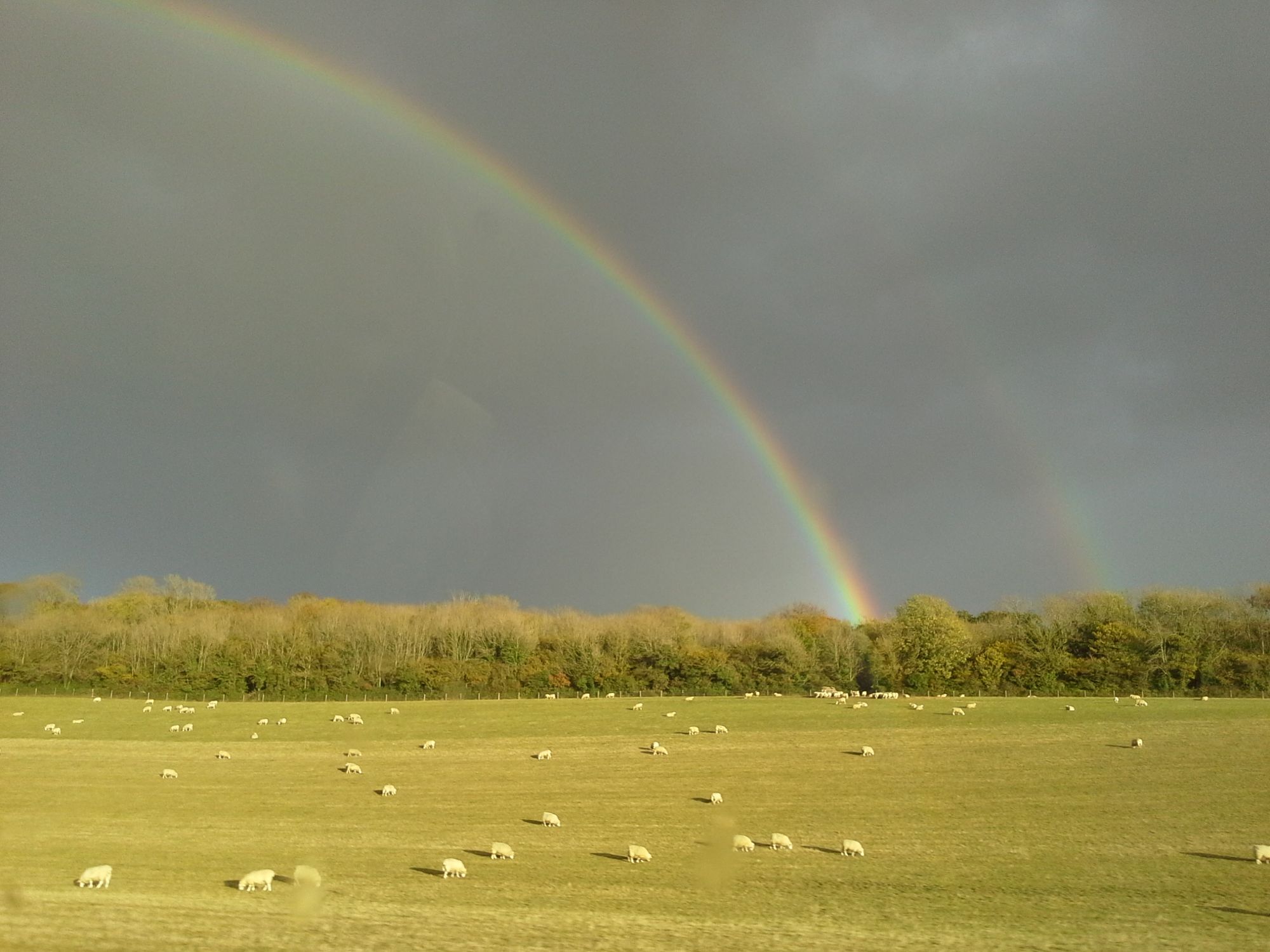 Sheep and Rainbows