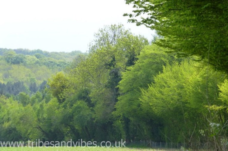 east sussex trees www.tribesandvibes.co.uk