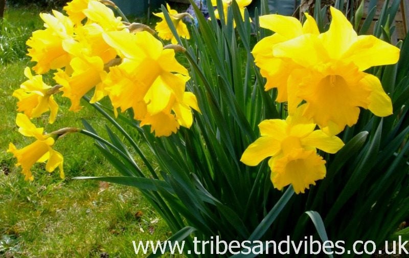 daffodils St Davids Day