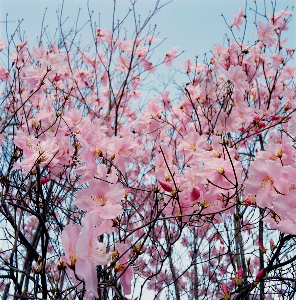 Blosson