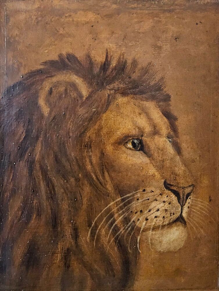 Lion portrait