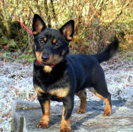 lancashire heeler breeders