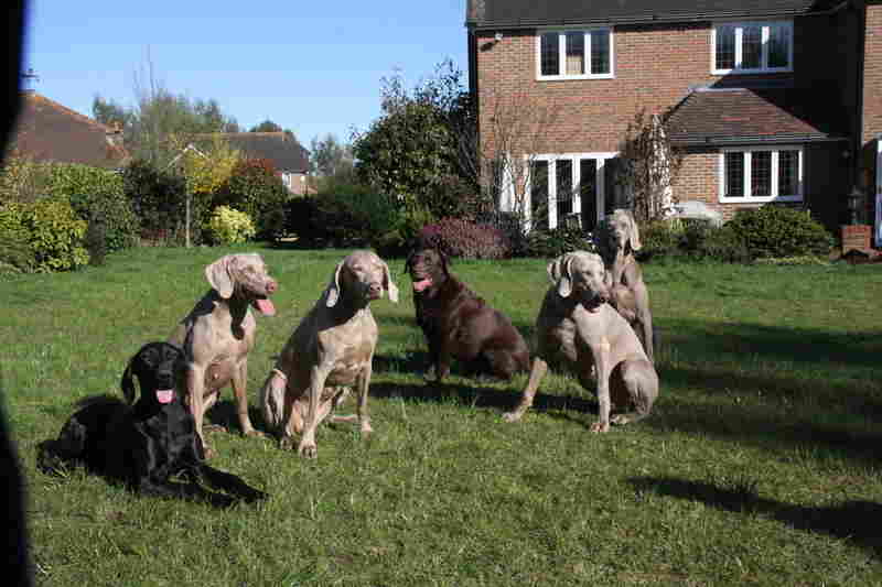 Inca Onyx Crystal Bosley Ruby Zara