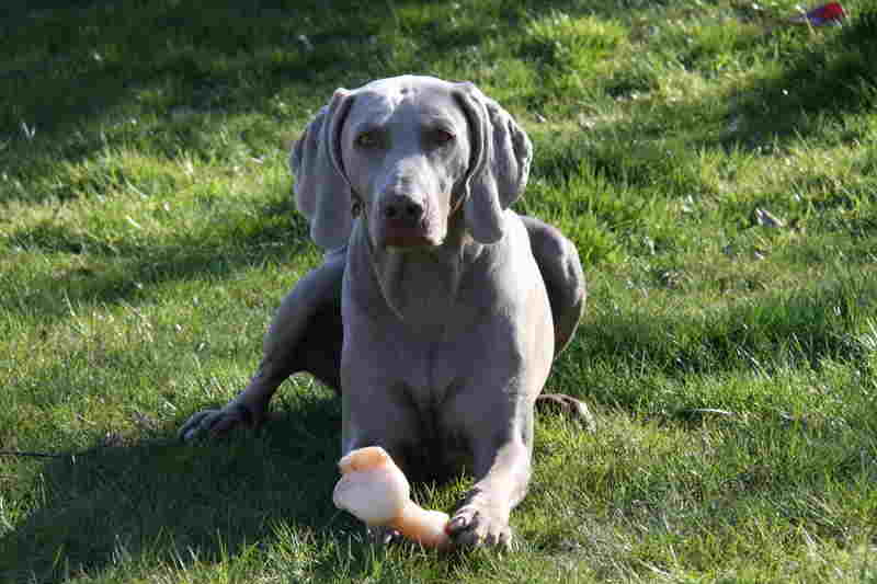 Onyx I will stick with my bone