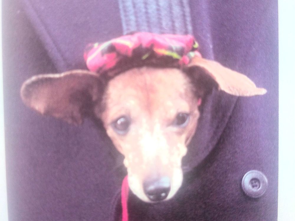 PET PANACHE
