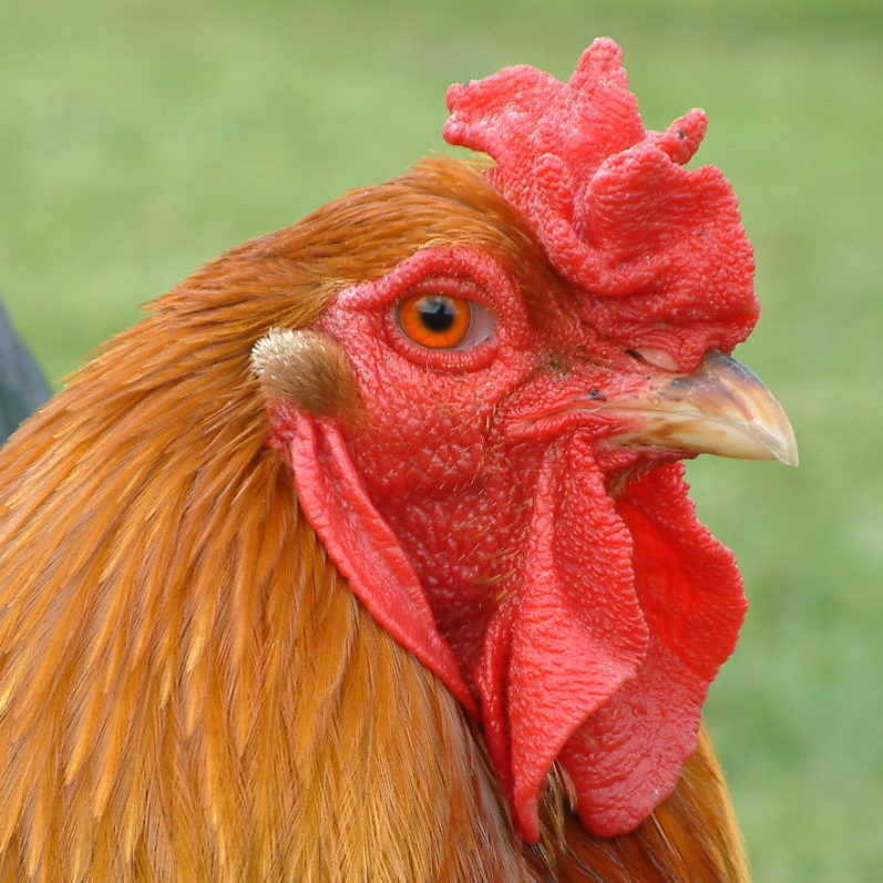 Sals Pure Breeds, Poultry breeders, Hatching Eggs, Monmouthshire, South  Wales