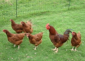 Chickens RIR Group