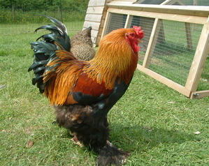 Chickens Brahma Cock