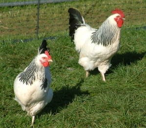 Chickens LSx Pair