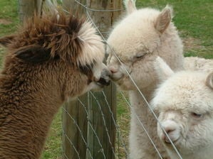 Alpacas 1