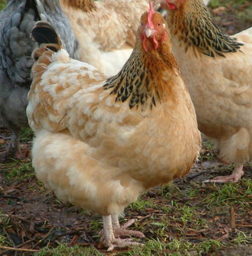 Buff Sussex Hen