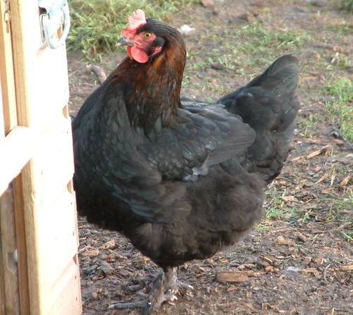 Copper Marans Black Hen