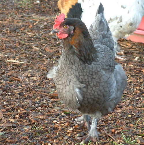 Copper Marans Hen Blue