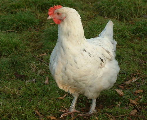 Copper Marans Splash