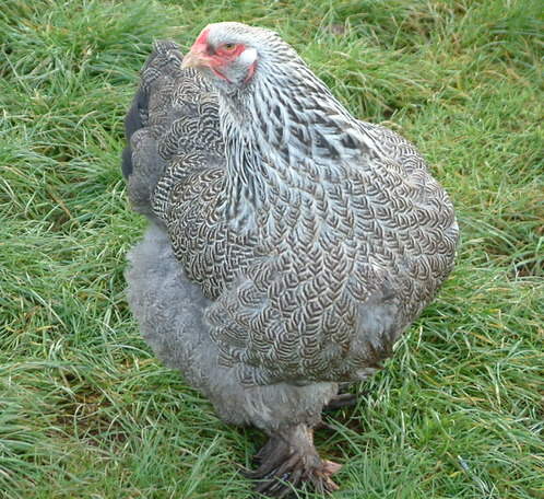 Dark Brahma Hen