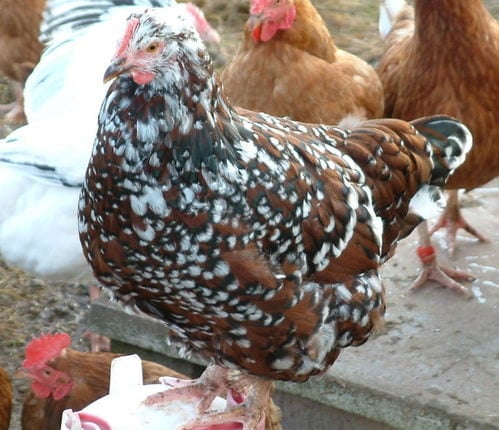 Speckled Sussex Hen