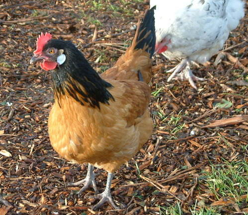 Vorwerk Hen