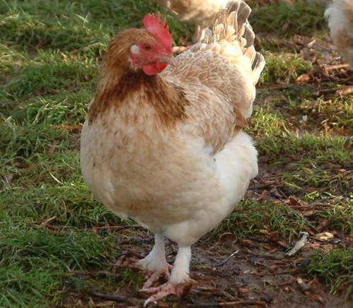 Wheaten Marans Hen