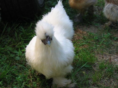 Silkie 1