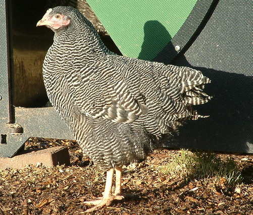 Barred Plymouth Rock Hen