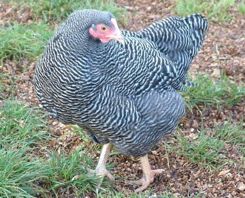 Barred Plymouth Rock Hen 2