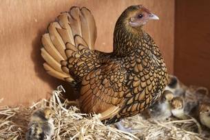 Cornwall Chicken Houses are Suppliers of Chicken Coops and Houses near 