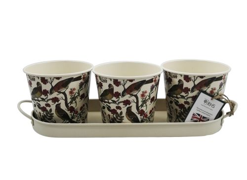 RHS Tropical Bird Set of 3 Herb Pots