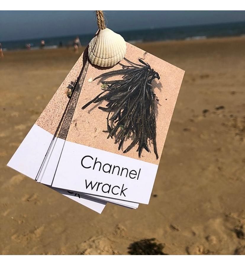 Flashcards - Beach Out & About