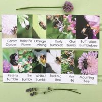Flashcards - Bee Out & About