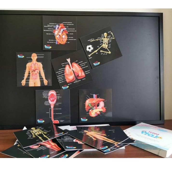 Educational Cards - Our Bodies, Inside and Out