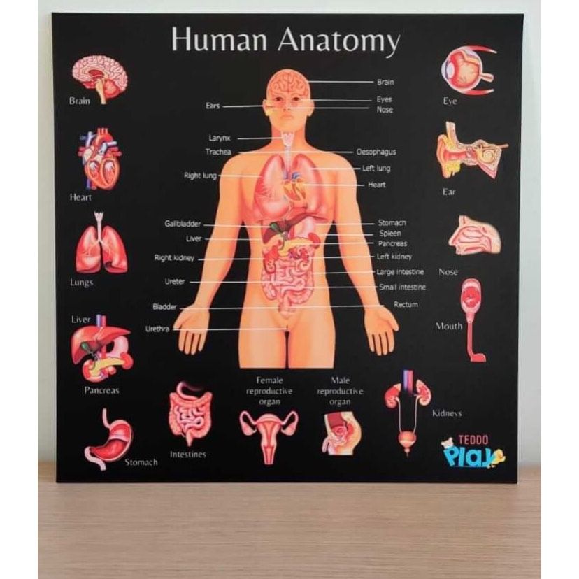 Portable Poster Board - Human Anatomy