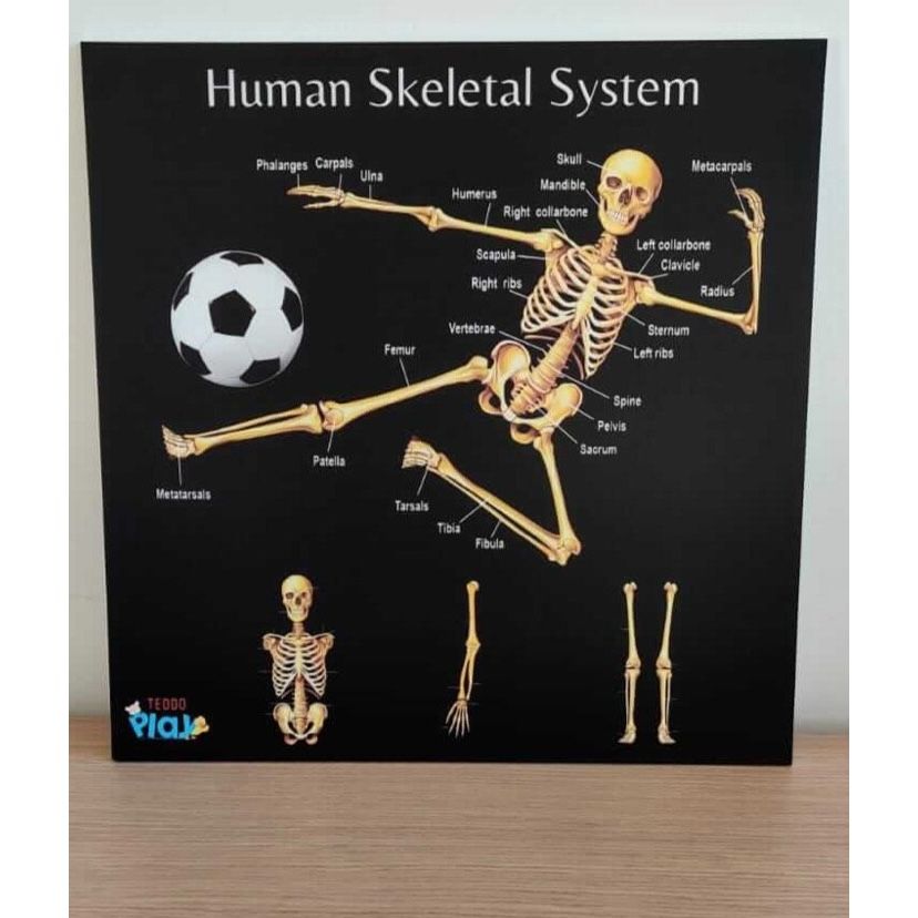Portable Poster Board - Human Skeleton