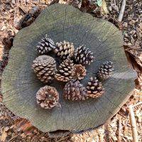 Natural Pine Cones x 10