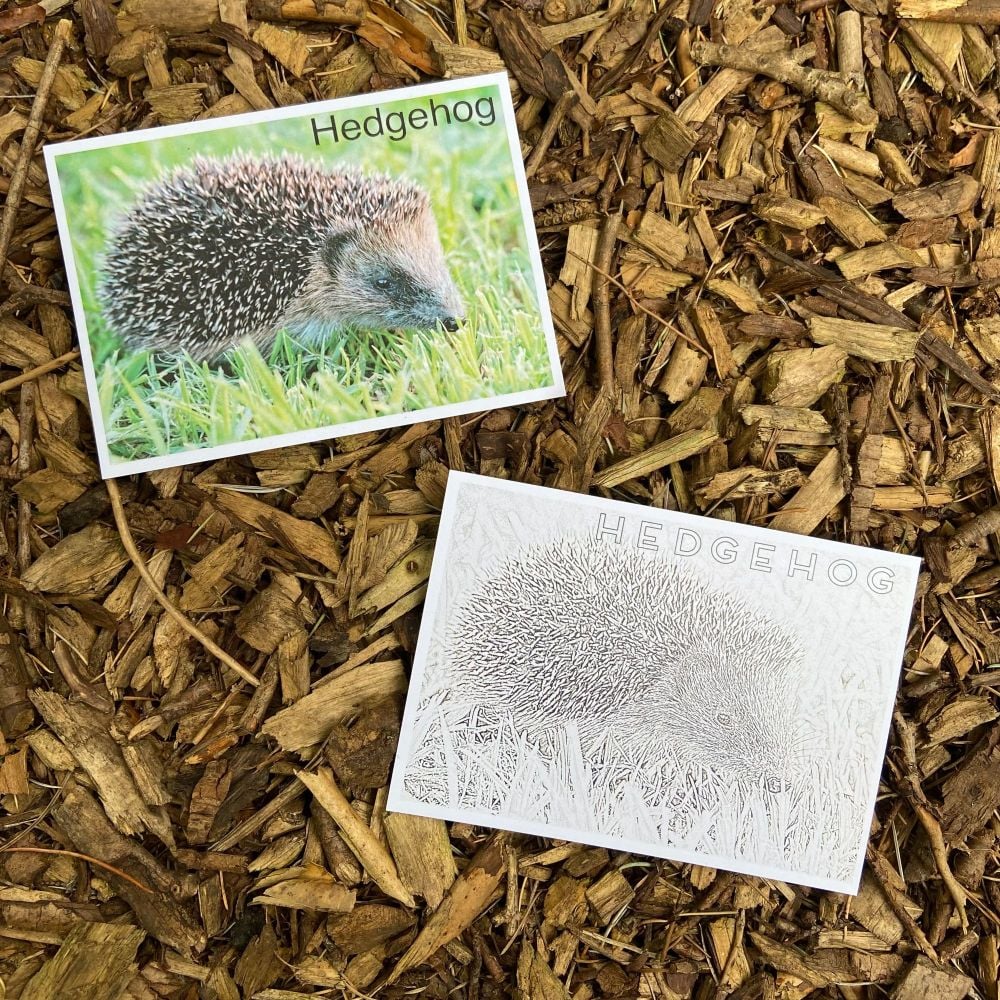 Hedgehog Flashcard/Colouring In