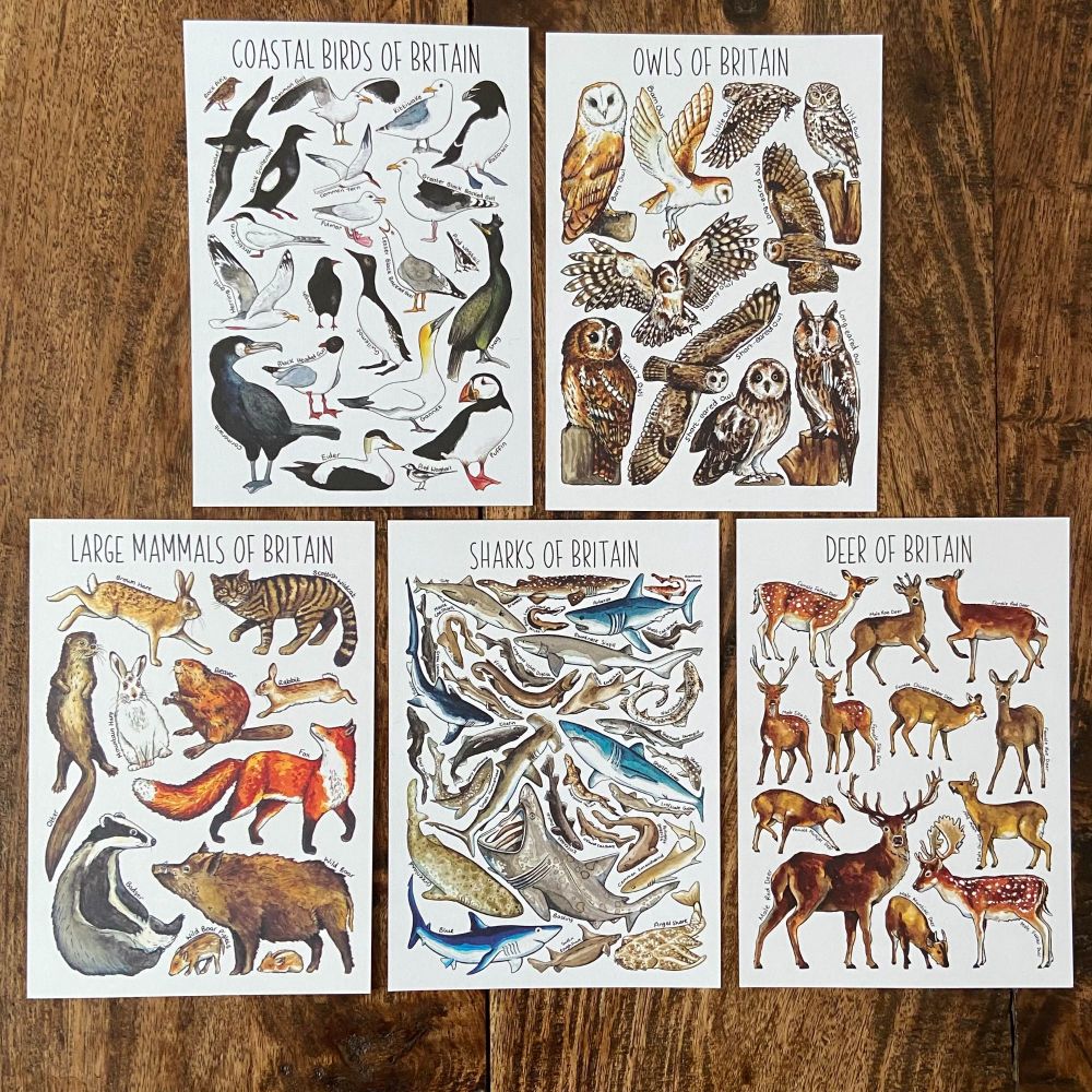 British Widlife Flashcards - large creatures  - Pack of 5