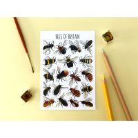 Bees of Britian Flashcard