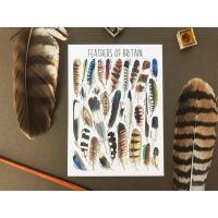 Feathers of Britian Flashcard