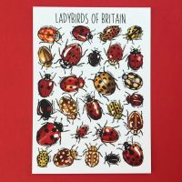 Ladybirds of Britain