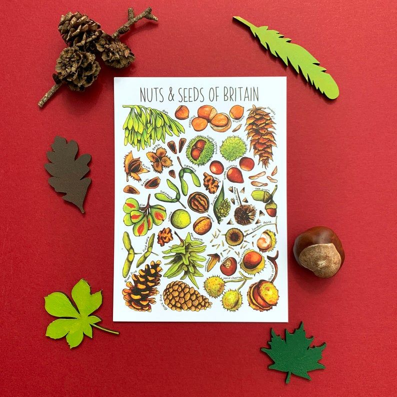Nuts & Seeds of Britain