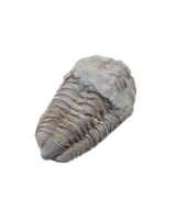 Trilobite - Calymene 
