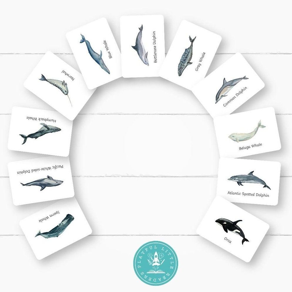 Flashcards - Whales and Dolphins