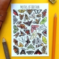 Moths of Britian Flashcard
